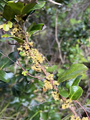 APII jpeg image of Xylosma maidenii  © contact APII